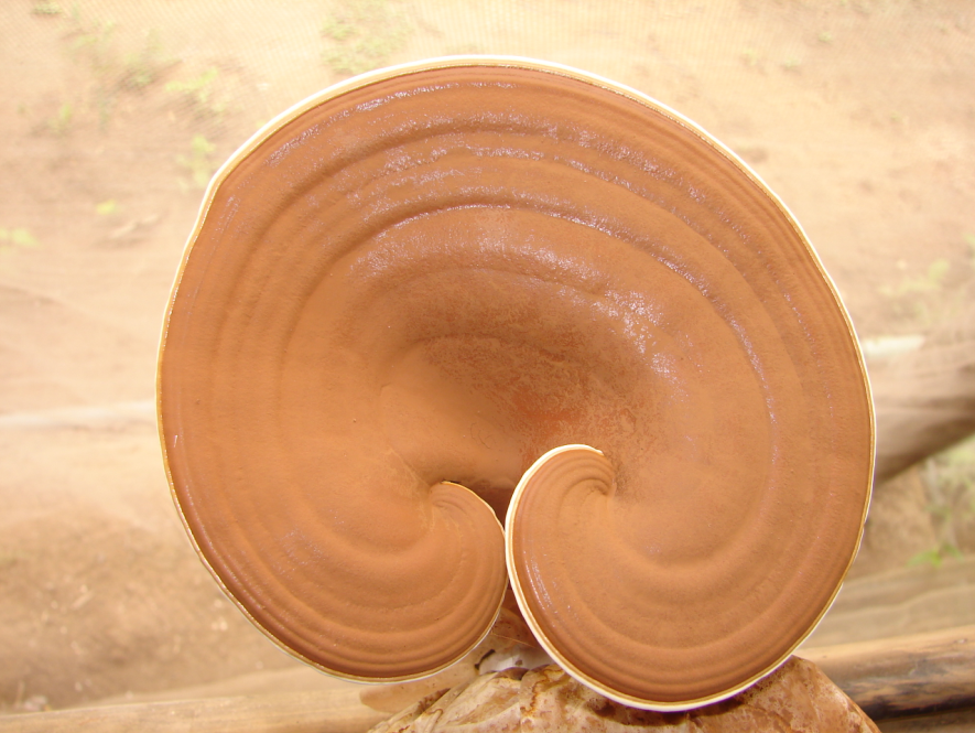 Quy trình sản xuất nấm linh chi đỏ